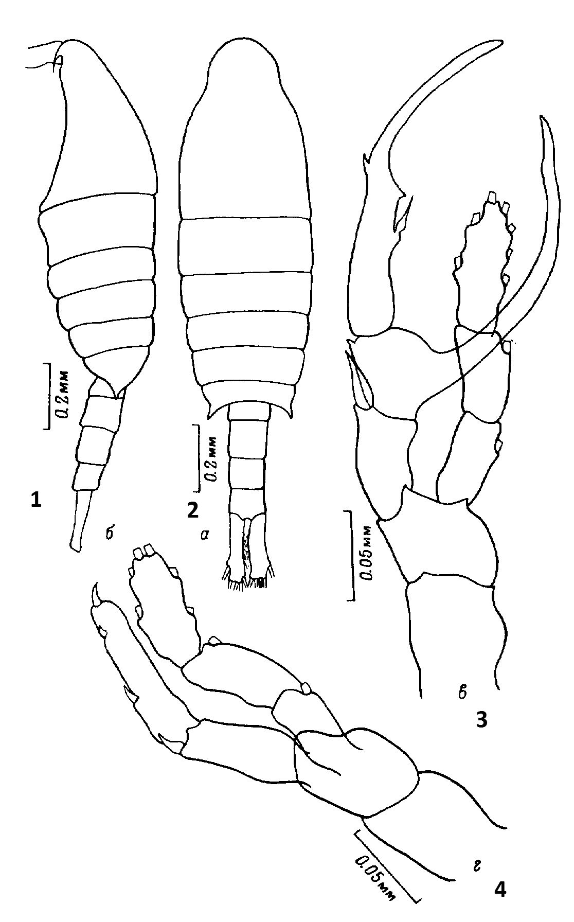 Species Centropages abdominalis - Plate 10 of morphological figures
